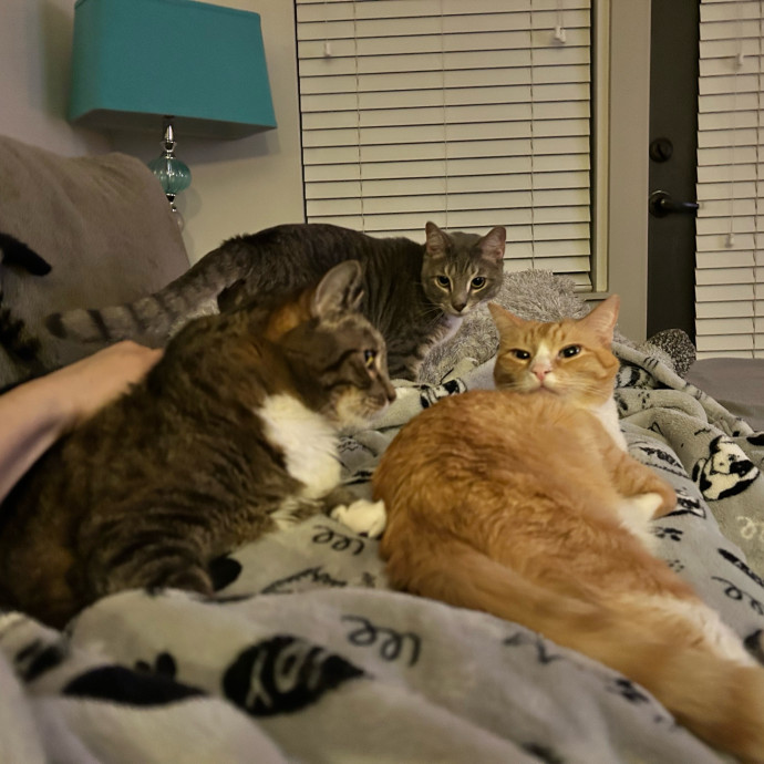 I Love Kitties