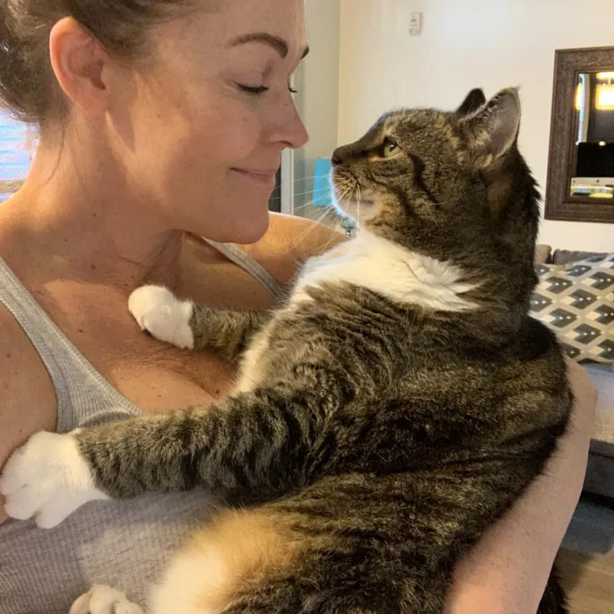 I Love Kitties