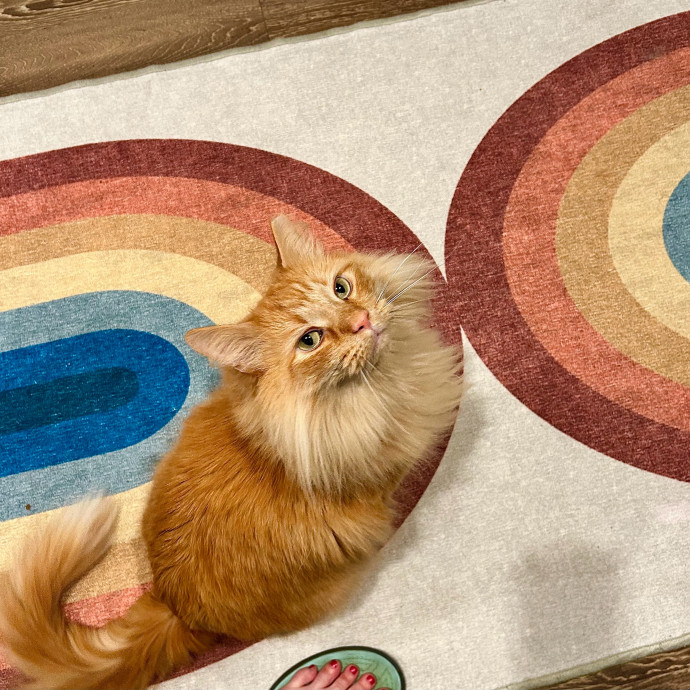 I Love Kitties