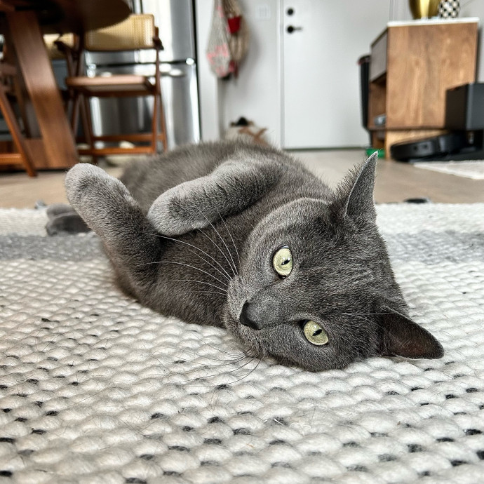 I Love Kitties
