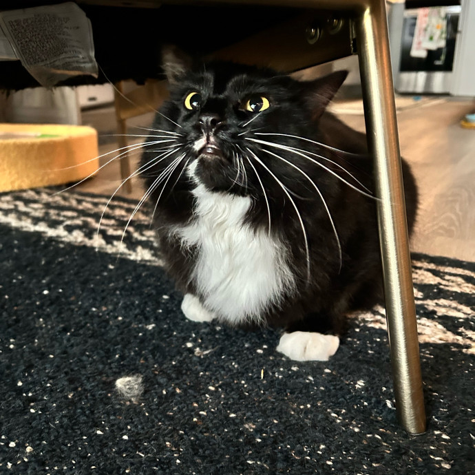 I Love Kitties