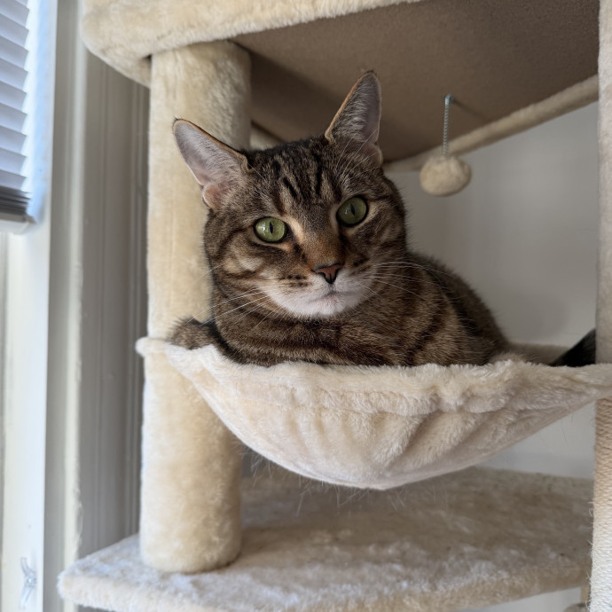 Trusted Cat Companion