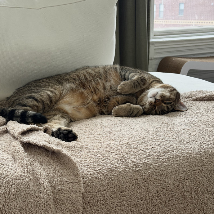Trusted Cat Companion