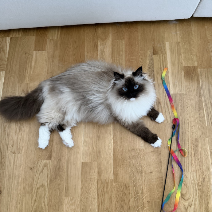 Trusted Cat Companion