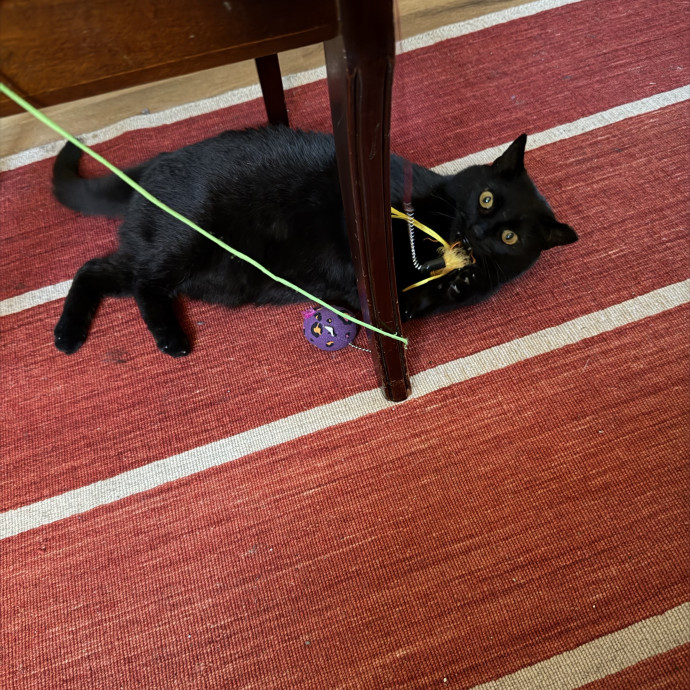 Trusted Cat Companion photo 2