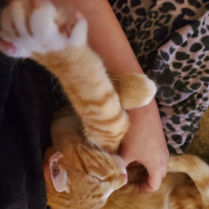 Smitten Kitten Cat Sittin' - Sara