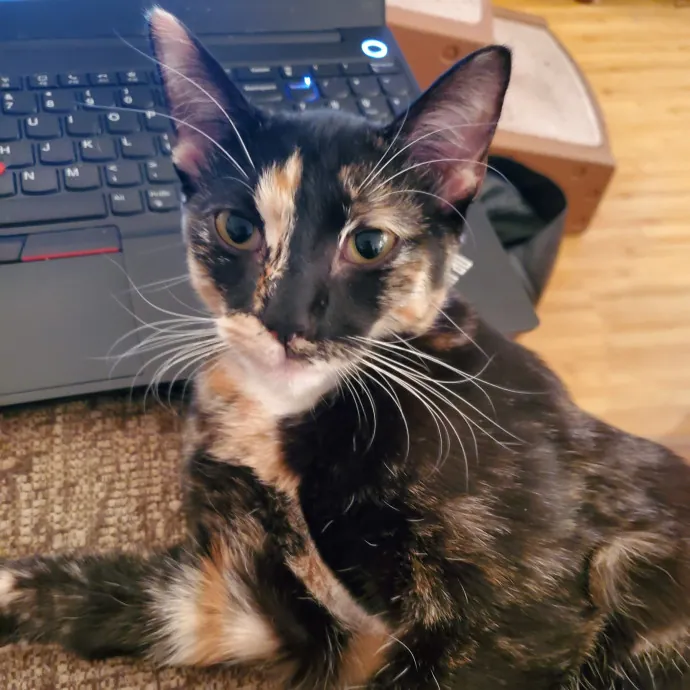 Smitten Kitten Cat Sittin' - Sara