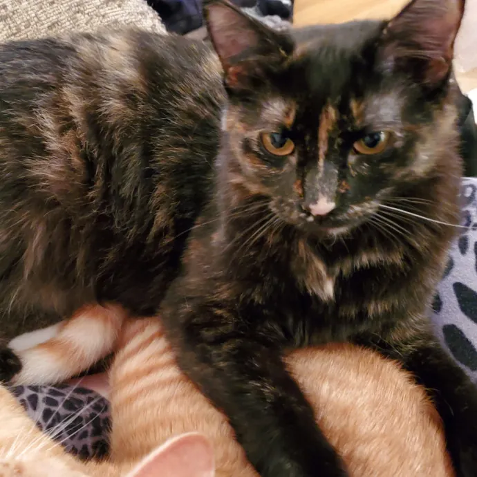 Smitten Kitten Cat Sittin' - Sara