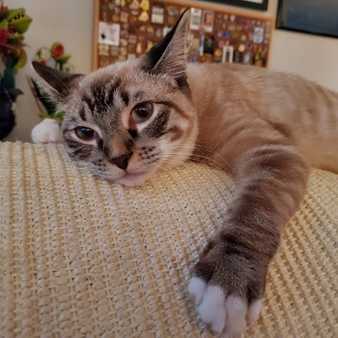 Smitten Kitten Cat Sittin' - Sara