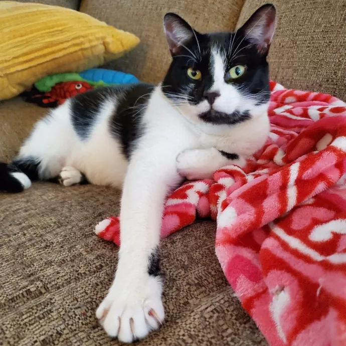 Smitten Kitten Cat Sittin' - Sara