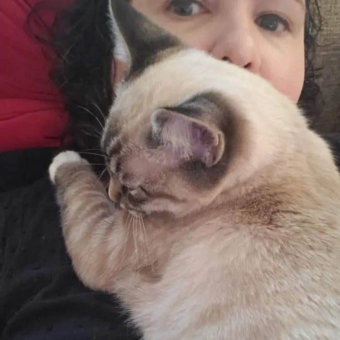 Smitten Kitten Cat Sittin' - Sara