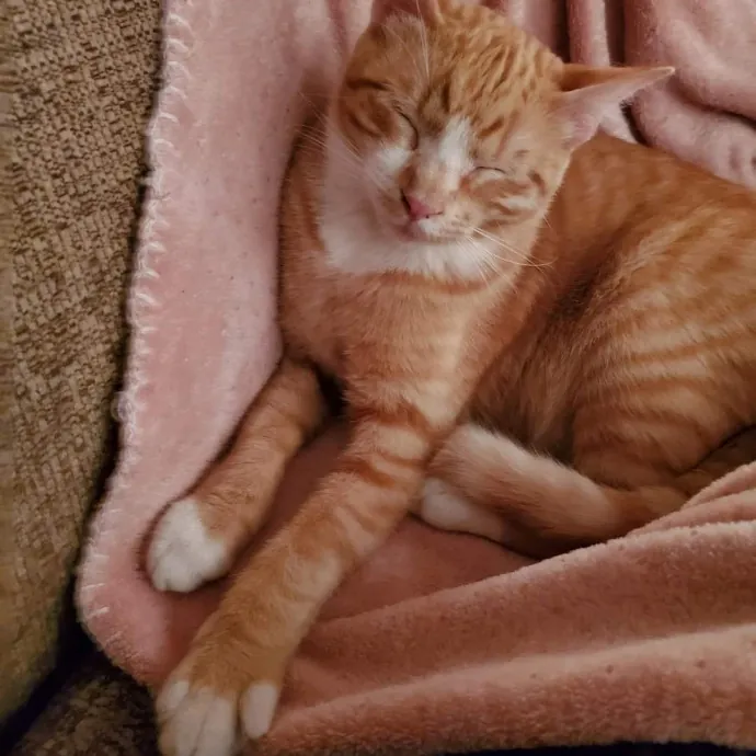 Smitten Kitten Cat Sittin' - Sara