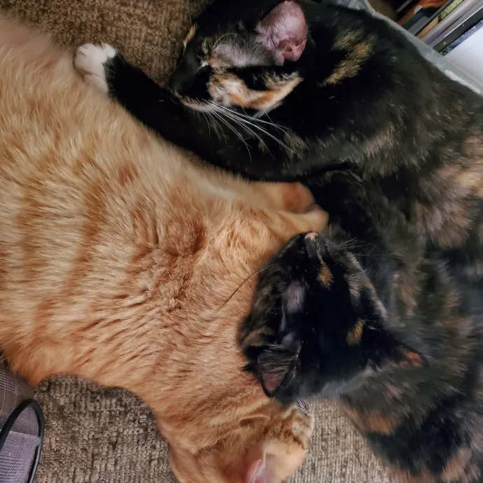 Smitten Kitten Cat Sittin' - Sara