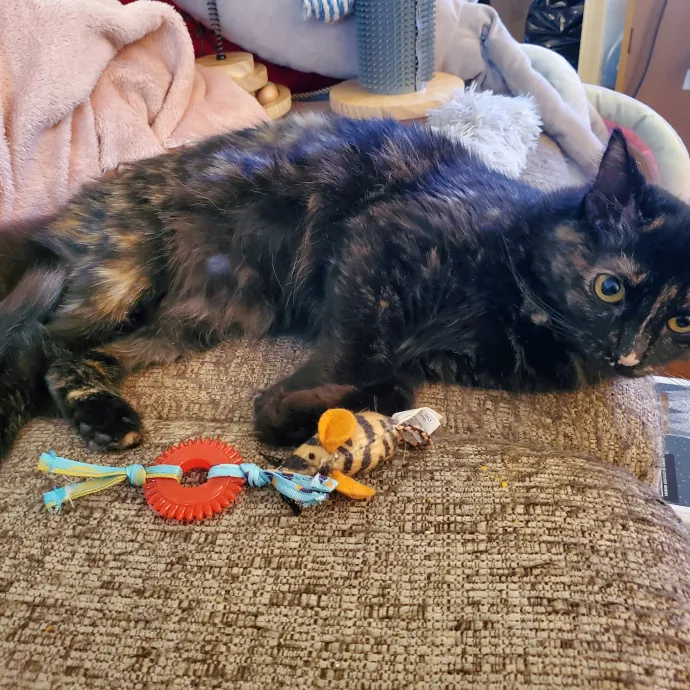 Smitten Kitten Cat Sittin' - Sara