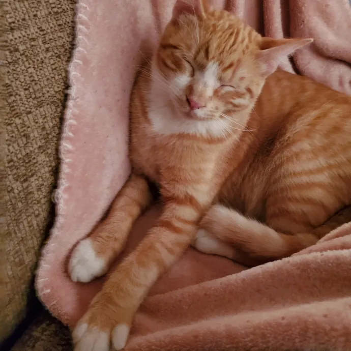 Smitten Kitten Cat Sittin' - Sara