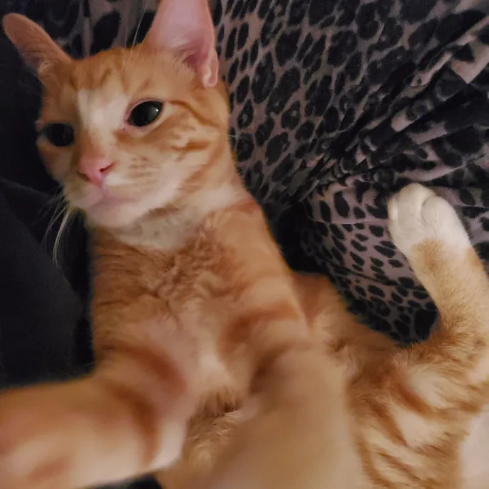 Smitten Kitten Cat Sittin' - Sara