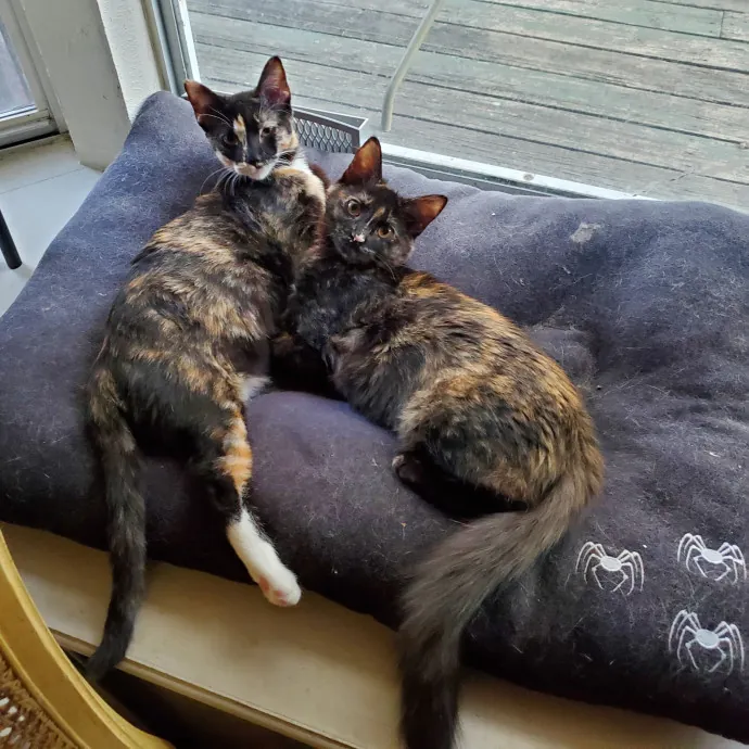 Smitten Kitten Cat Sittin' - Sara