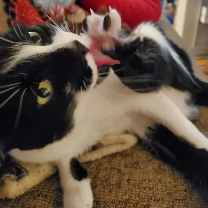 Smitten Kitten Cat Sittin' - Sara