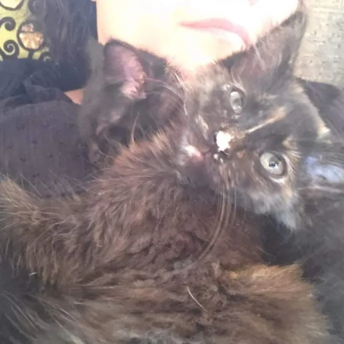 Smitten Kitten Cat Sittin' - Sara photo 4