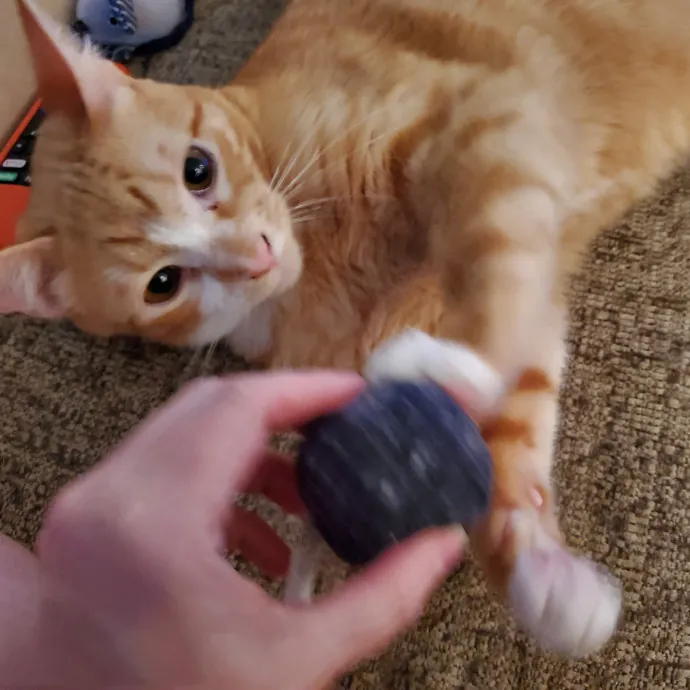 Smitten Kitten Cat Sittin' - Sara photo 2