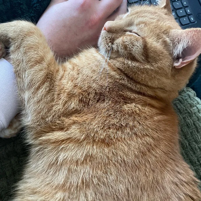 The Purr-Fect Cat Sitter