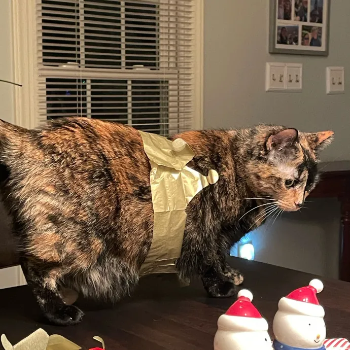 The Purr-Fect Cat Sitter