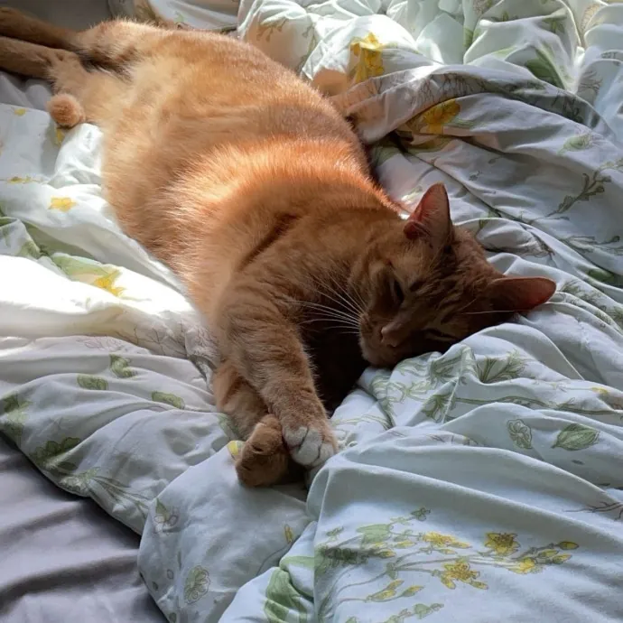 The Purr-Fect Cat Sitter
