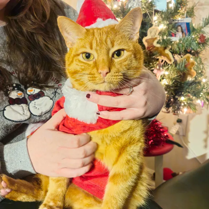 The Purr-Fect Cat Sitter