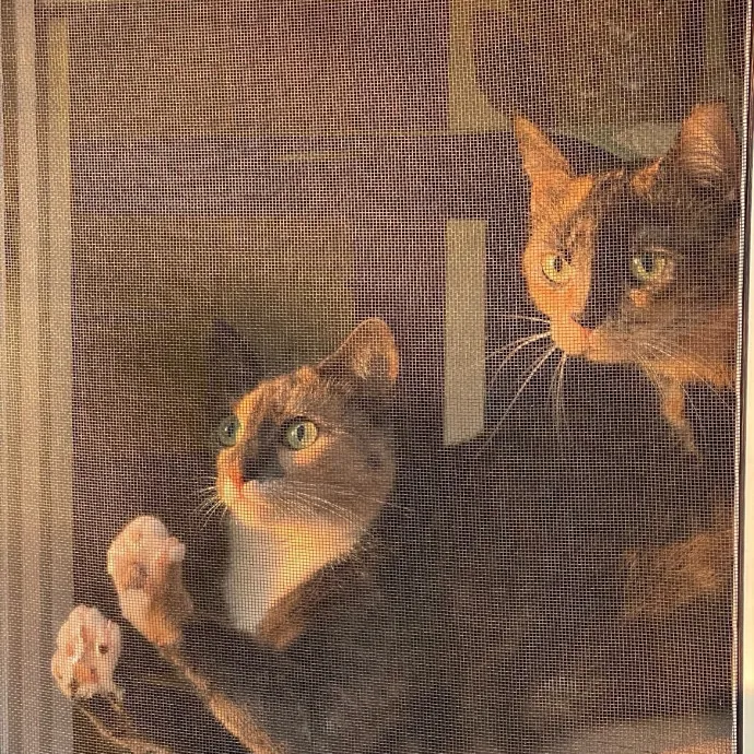 The Purr-Fect Cat Sitter