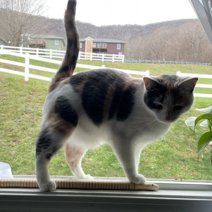 The Purr-Fect Cat Sitter photo 4