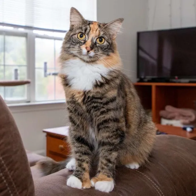 The Purr-Fect Cat Sitter photo 3