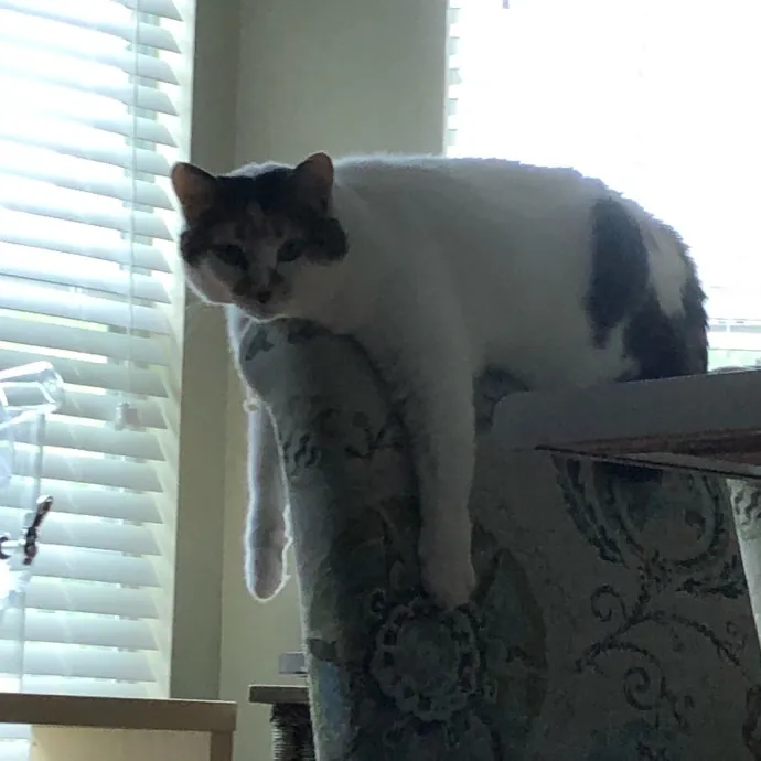 The Purr-Fect Cat Sitter photo 2