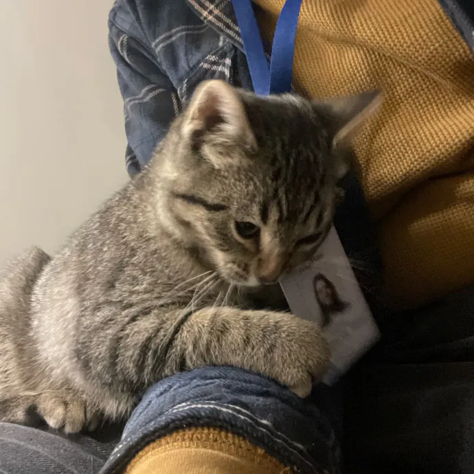 Maryann's Kitty Sitting