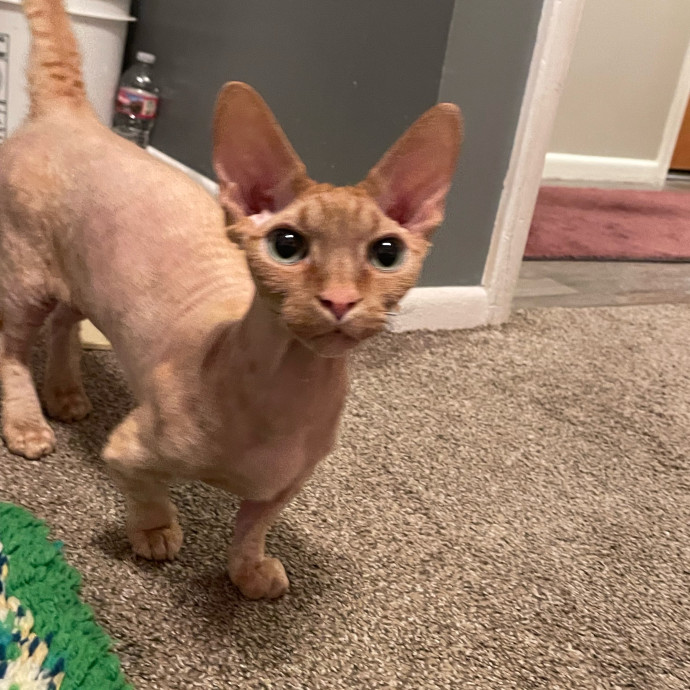 Maryann's Kitty Sitting