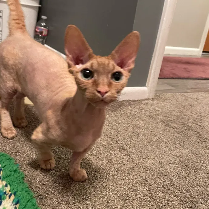 Maryann's Kitty Sitting