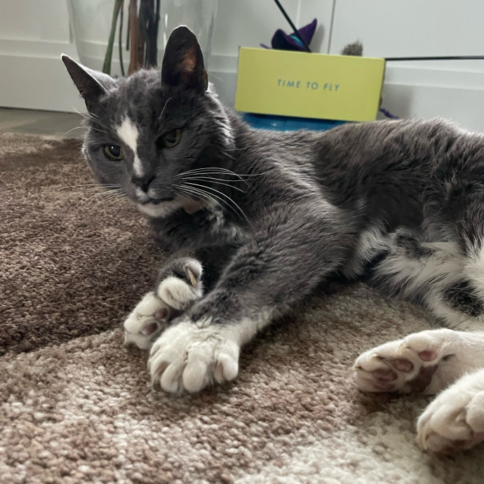 Maryann's Kitty Sitting