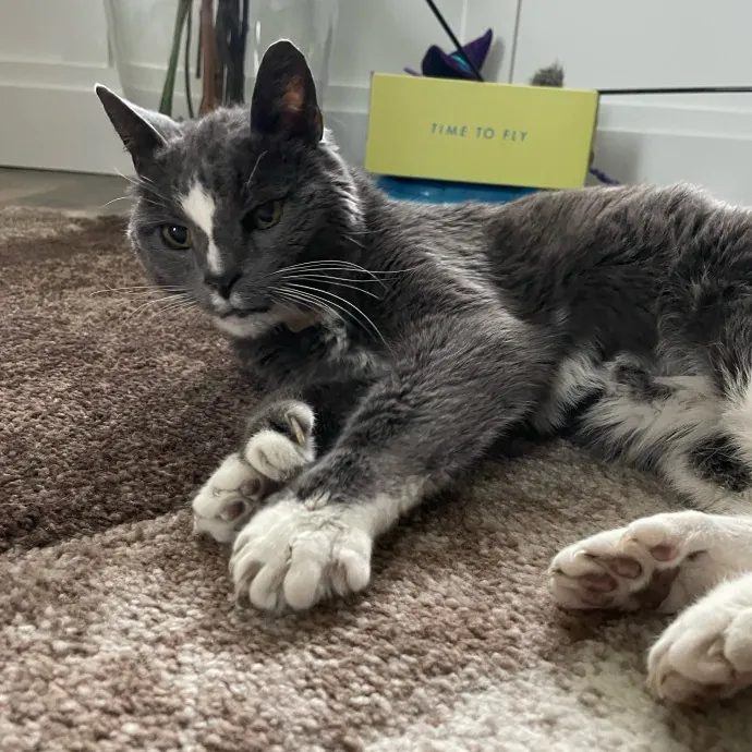Maryann's Kitty Sitting