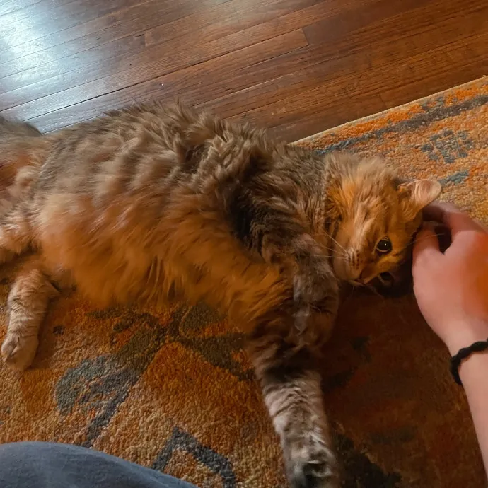 Maryann's Kitty Sitting