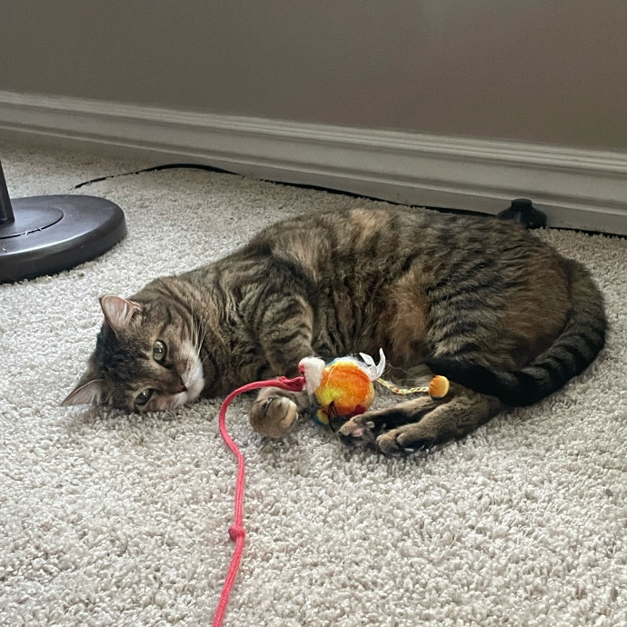 Maryann's Kitty Sitting