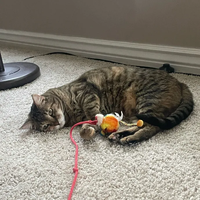 Maryann's Kitty Sitting
