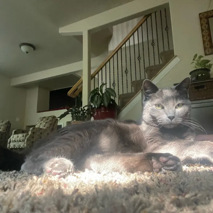 Maryann's Kitty Sitting