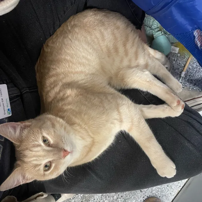 Maryann's Kitty Sitting