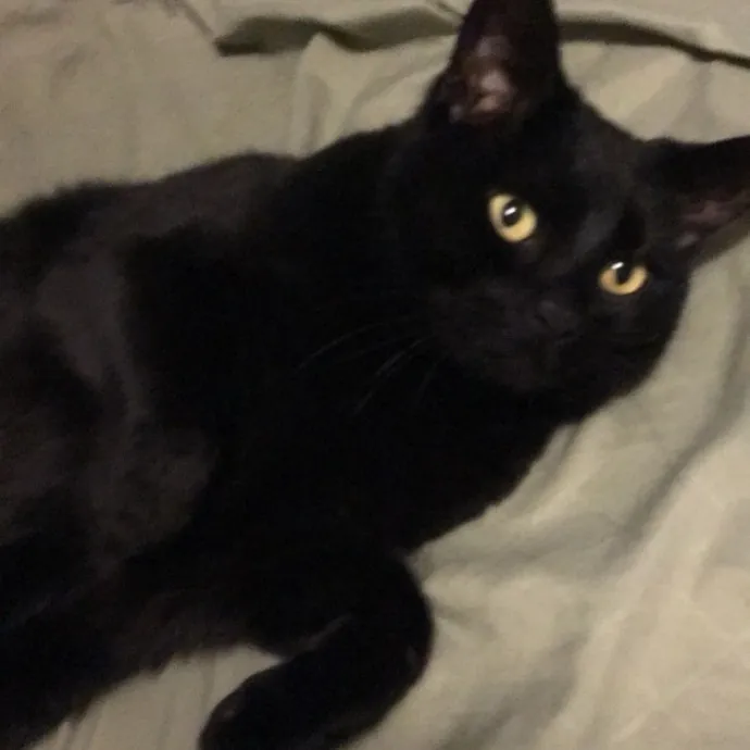 Maryann's Kitty Sitting