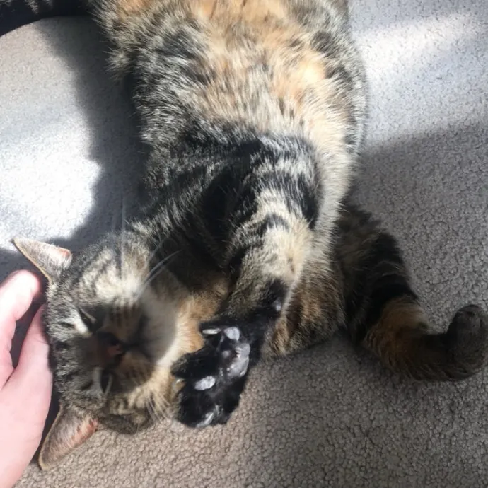 Maryann's Kitty Sitting