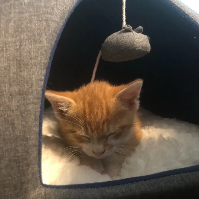 Maryann's Kitty Sitting