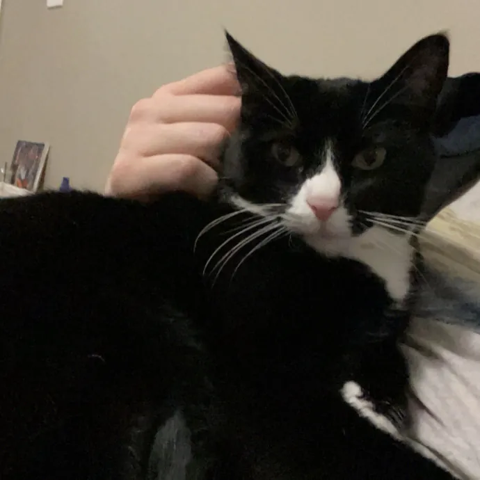 Maryann's Kitty Sitting