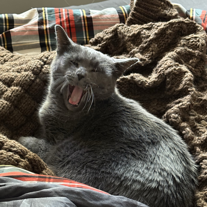 Maryann's Kitty Sitting