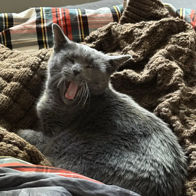 Maryann's Kitty Sitting
