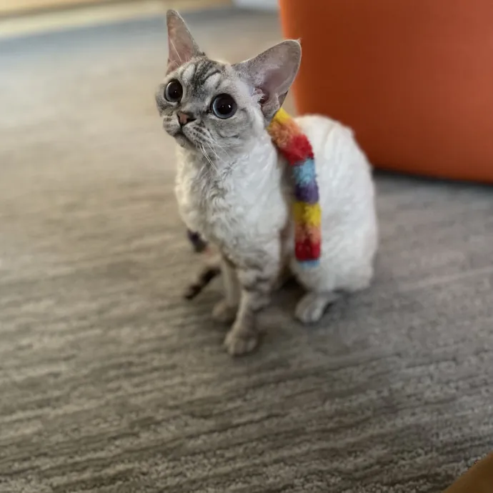 Maryann's Kitty Sitting