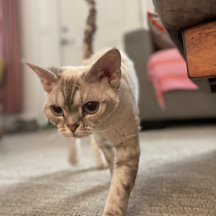Maryann's Kitty Sitting